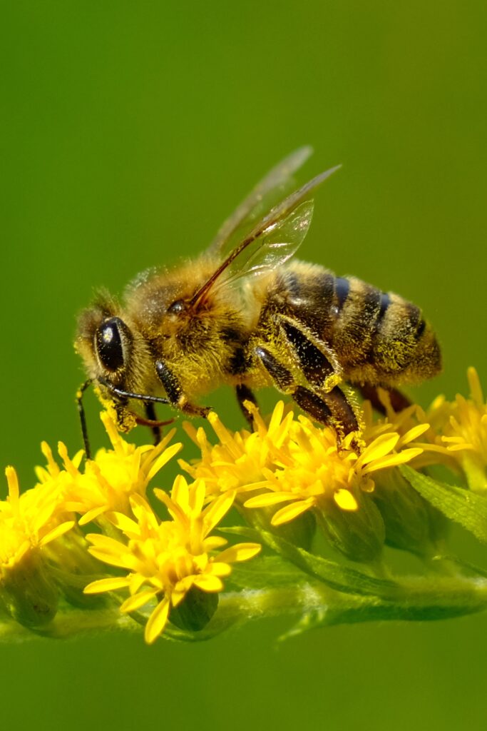 Bee on flower