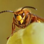 Hornet face