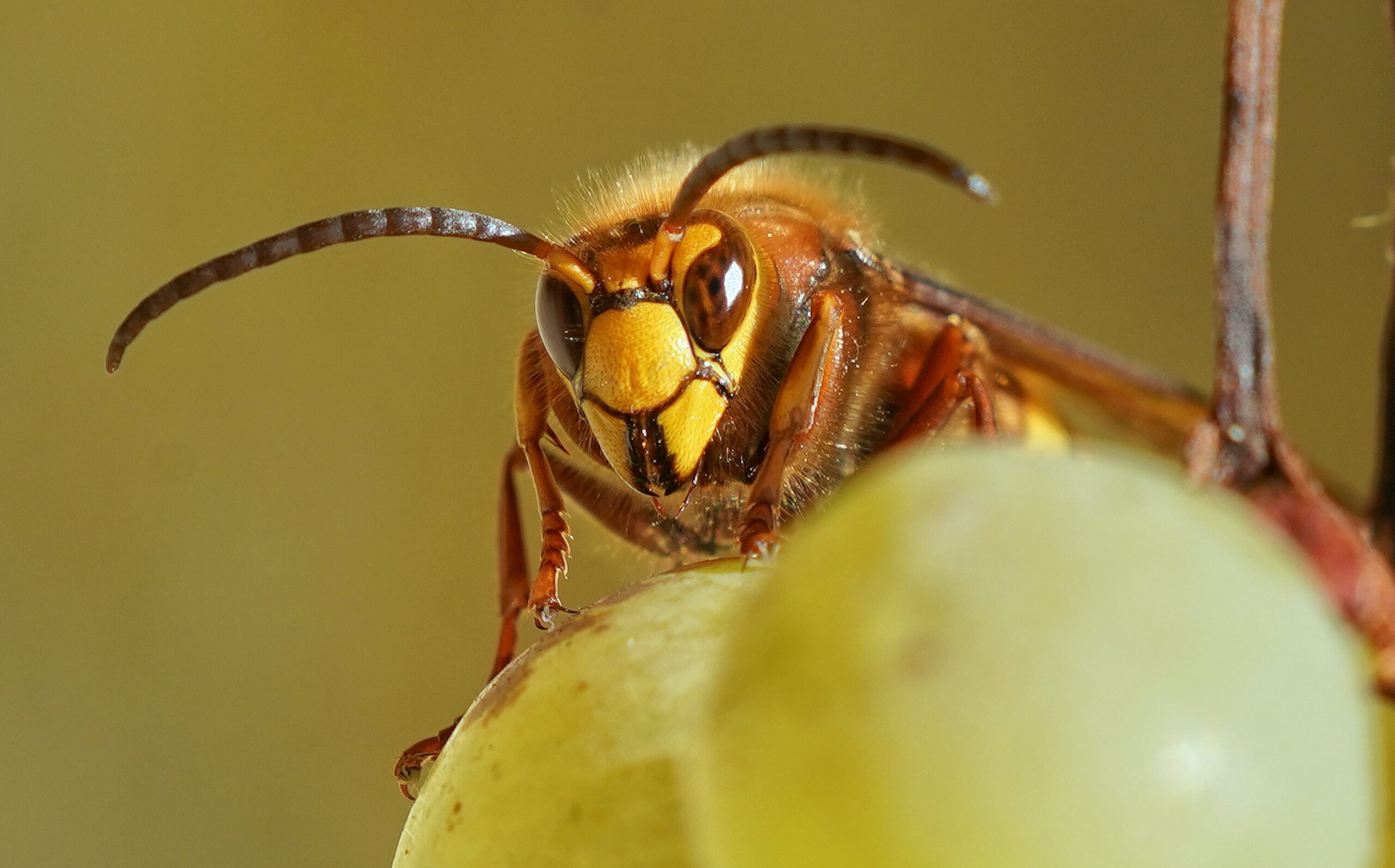 Hornet face