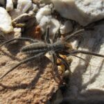 Sun spider