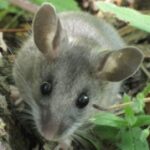 Deer Mouse