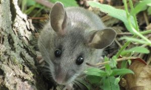 Deer Mouse