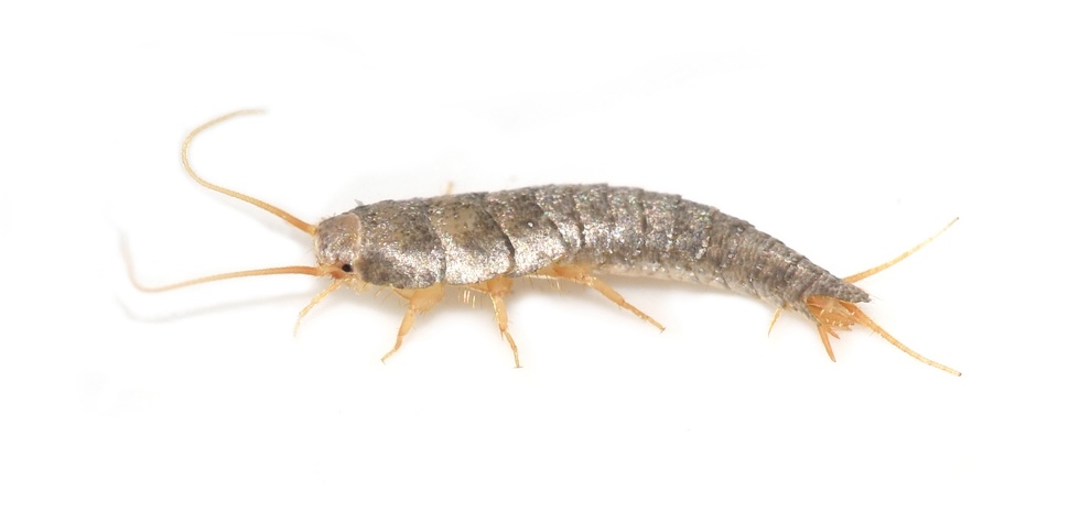 Silverfish