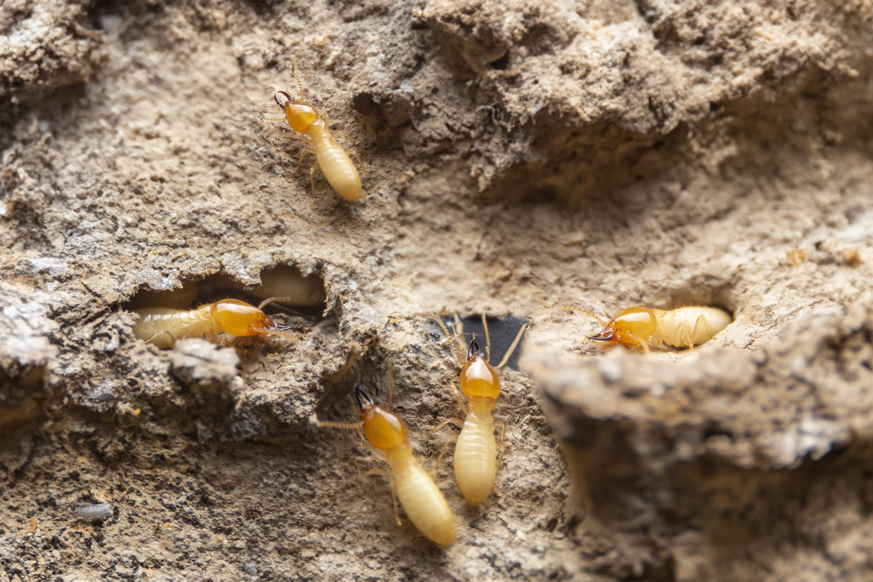 Dry Wood Termites: A Pest to Watch Out for in San Diego