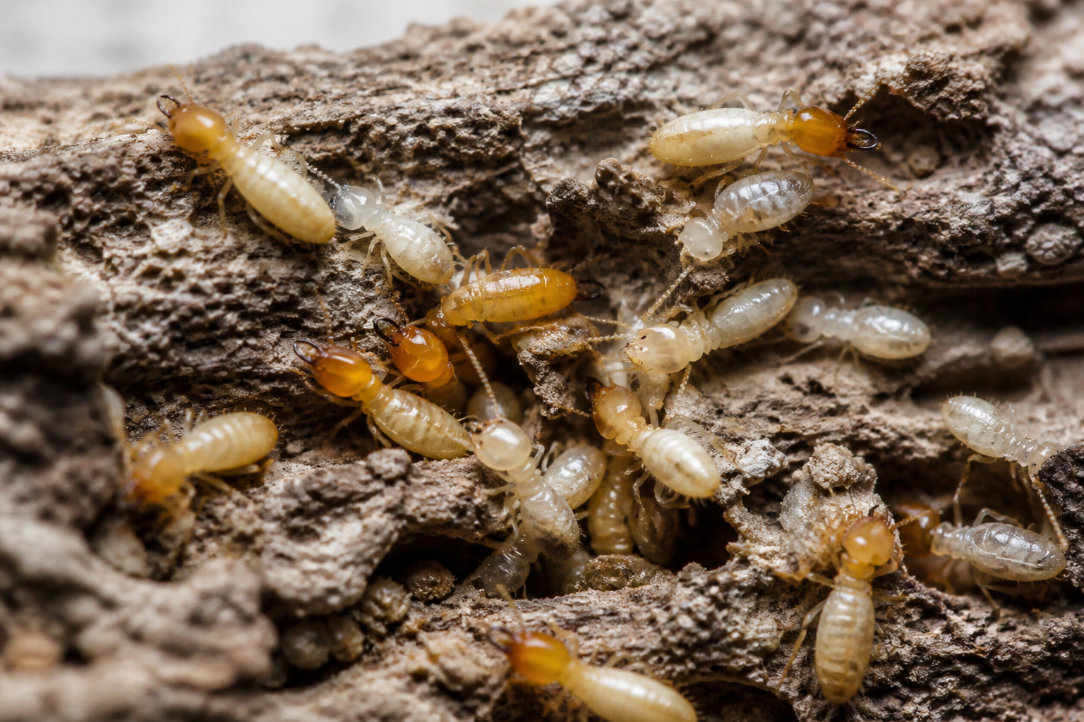termite photo from chatgpt for blog post - BITE AWAY TERMITE AND PEST CONTROL, INC. Group of pale termites swarming and feeding on rough wood surface.